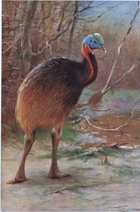 Single Wattled Cassowary, illustration from Wildlife of the World, c.1910