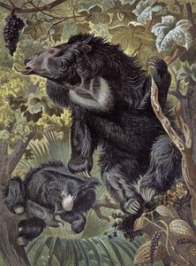 Sloth Bear by Wilhelm Kuhnert