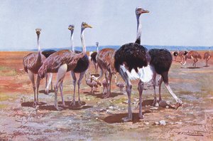 Somali Ostrich, illustration from Wildlife of the World