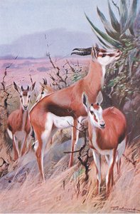 Springbok, illustration from Wildlife of the World, c.1910 by Wilhelm Kuhnert