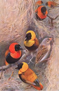 Weaver Birds, illustration from Wildlife of the World, c.1910
