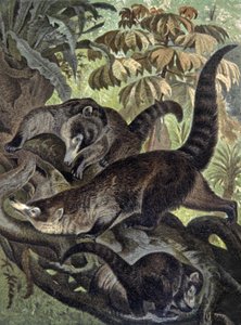 White-nosed Coati