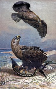 White-tailed Eagle by Wilhelm Kuhnert