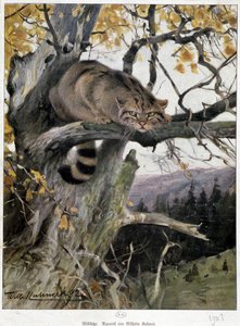 Wild Cat - Watercolour by Wilhem Ruhnert