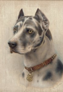 The Head of a Doberman