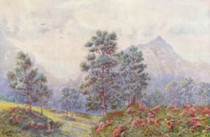 Silver Trees and Wild Geraniums