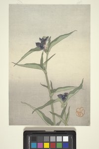 Flower Study, c.1908 by Wilhelmina Seegmiller