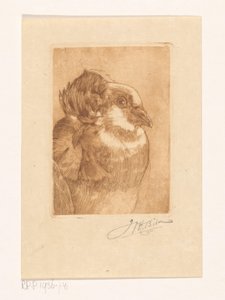 Study of a Dove by Willem Hendrik Bik (signed by artist)
