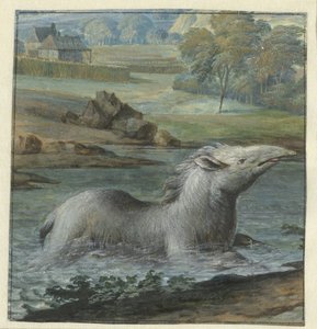 Tapir in the Water