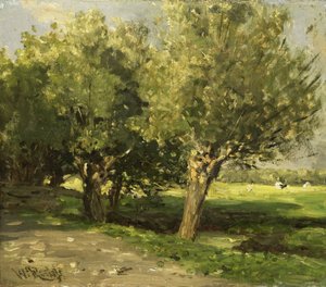 Willow Trees