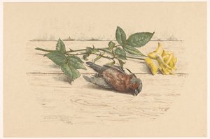 Dead Finch Lying Next to a Rose
