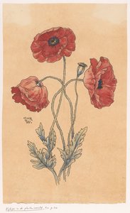 Poppies