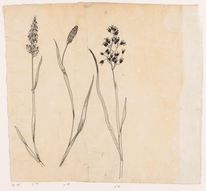 Scented Grass, Timothy Grass, and Sweet Vernal Grass by Willem Wenckebach