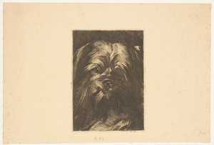 Dog Phoebus by Willem Arnoldus Witsen