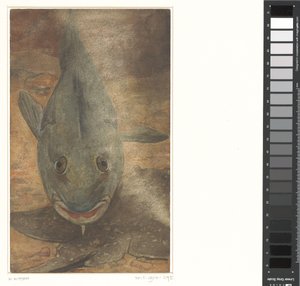 Fish Seen from the Front
