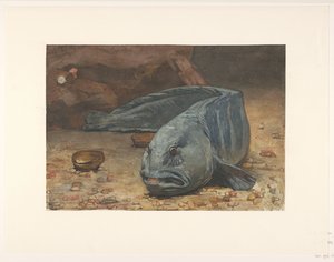 Wolf Fish at the Bottom of an Aquarium by Willem Arnoldus Witsen