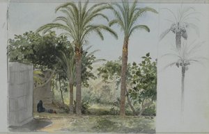 Oasis with Palm Trees