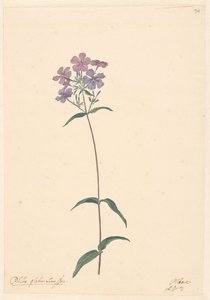 Branch of a Phlox by Willem van Leen (attributed to)