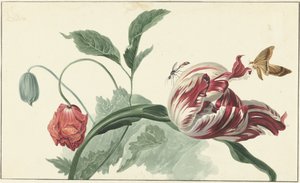 Tulip and a Poppy