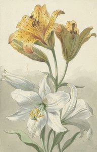 Yellow and White Lilies. Around 1780