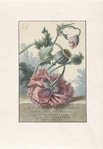 Poppies (Title print for: W. van Leen and J.C. & J.A. Coebergh, Etched Flowers, 1804)