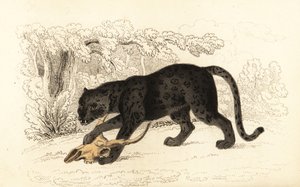 Black Jaguar, Panthera Pardus, 1834 (engraving)
