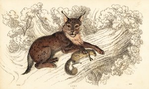 Eurasian Lynx, Lynx lynx (engraving)
