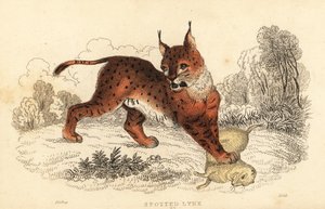 Eurasian lynx, Lynx lynx (engraving)