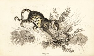 Margay, Leopardus wiedii (engraving) by William Alexander Forbes