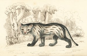 Pampas Cat or Pantanal, Leopardus Colocola, 1834 (engraving)