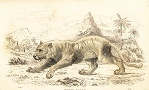 White tiger, Panthera tigris tigris, endangered, 1834 (engraving) by William Alexander Forbes