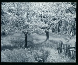 Apple Trees in Blossom by William B. Post