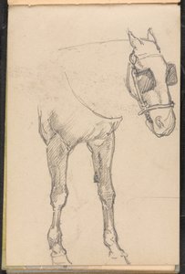 Sketch of Horse with Blinkers by William Barnes Wollen