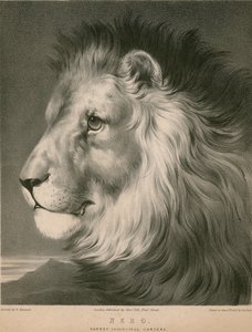 Nero the Lion, Surrey Zoological Gardens, London by William Barraud