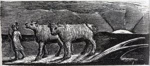 Unyoked Heifers Loitering Homeward, Illustration from Dr. Thornton