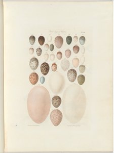 Birds eggs of Victoria. the unpublished folio Australia Terra Cognita by William Blandowski. 1855-56 by William Blandowski