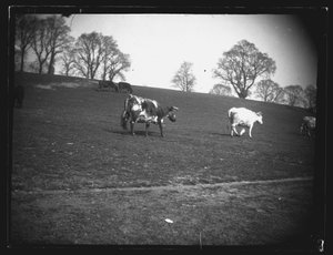 Quarry Field, Rumney, Cardiff