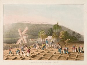 Planting the sugar cane