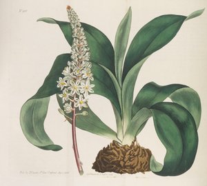 Botanical Magazine by William Curtis