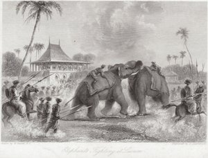 Elephants Fighting at Lucknow by William Daniell