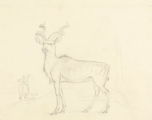 The Koodoo by William Daniell