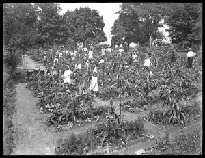 Children Working in the Isham Park School Garden, New York City, August 16, 1915 by William Davis Hassler