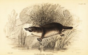 Platypus, Ornithorhynchus Anatinus (engraving) by William Dickes