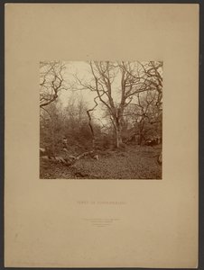 Forest of Fontainebleau