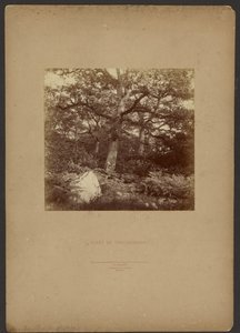Forest of Fontainebleau