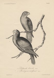 1. Psittacula lineola and 2. Brotogeris aurifrons, litho by J.T. Bowen by William E. Hitchcock