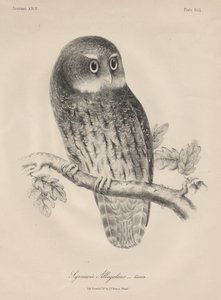 Syrnium Albogularis, Litho by J.T. Bowen, 1850