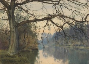 A Great Tree on a Riverbank
