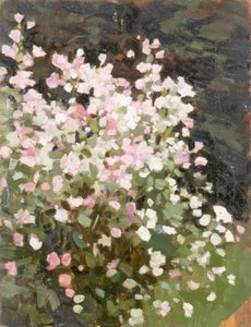 Pink Flowers