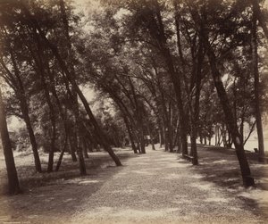 Picnic Grounds by William H. Rau